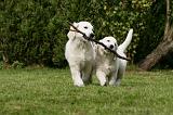 GOLDEN RETRIEVER 956